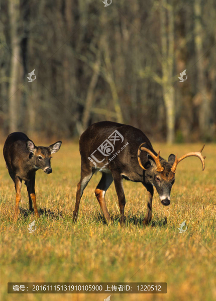 Whitetail,Buck和美國能源部