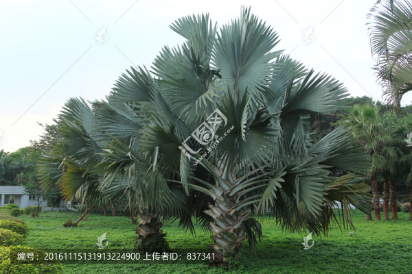 園林綠化