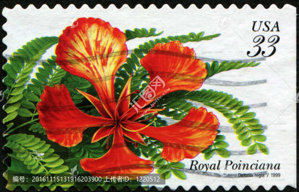 鳳凰木-,gelonix王水