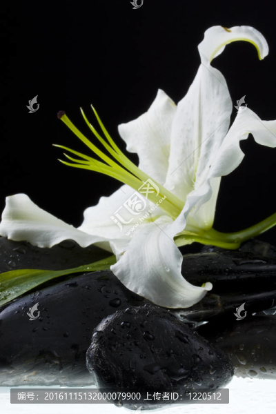 百合花