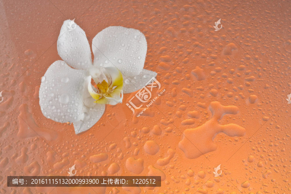 百合花