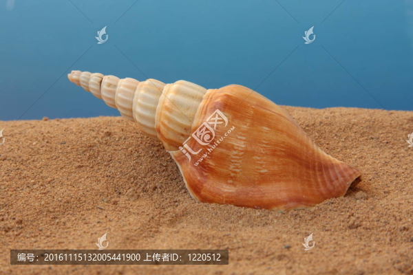 貝殼