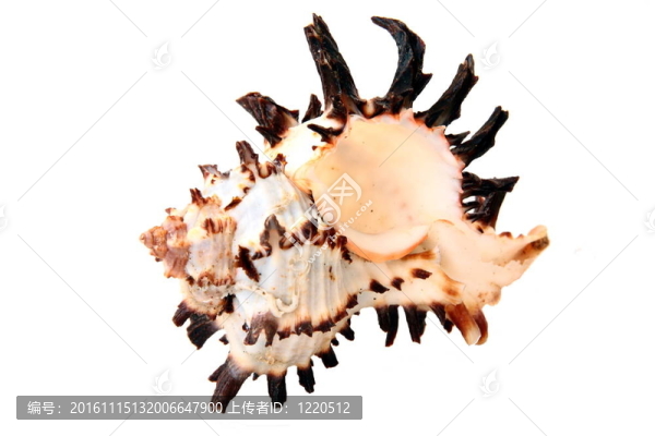 貝殼-匯圖網(wǎng) www.fosd68.com 貝殼