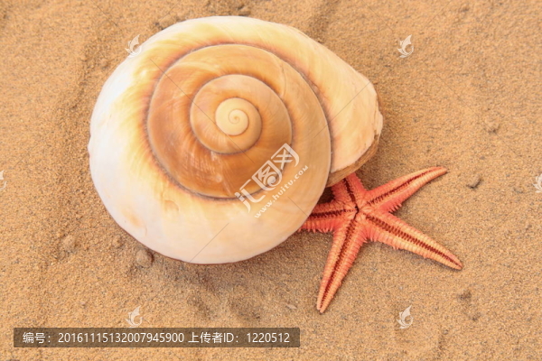 貝殼
