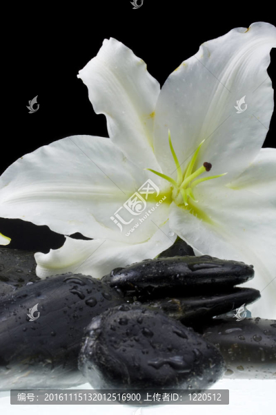 百合花