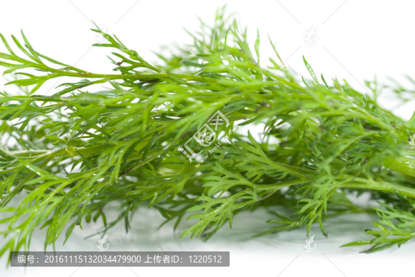 綠蘿