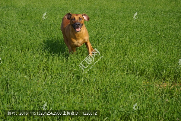 在麥田1