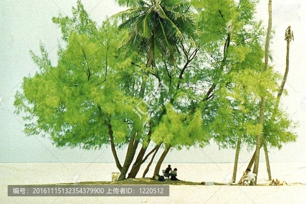樹蔭在海灘上-匯圖網(wǎng) www.fosd68.com 樹蔭在海灘上