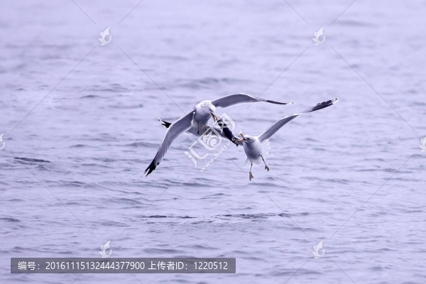 海鷗爭(zhēng)取魚。