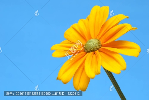 孤立的向日葵