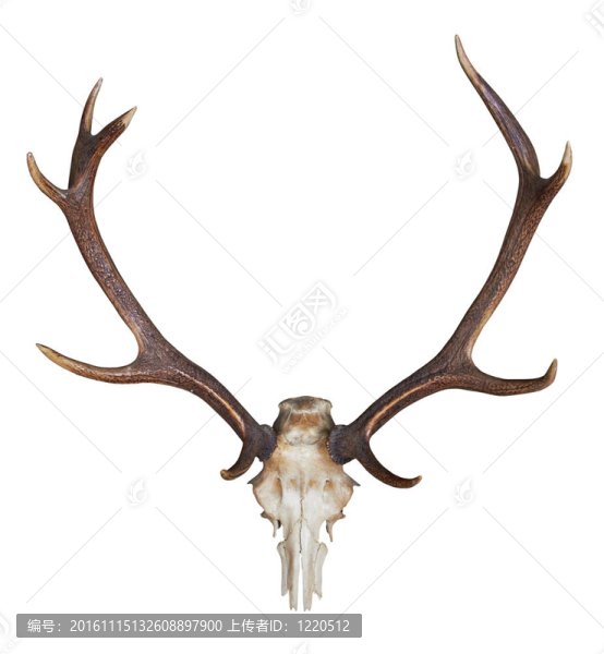 一個巨大的雄鹿的鹿角