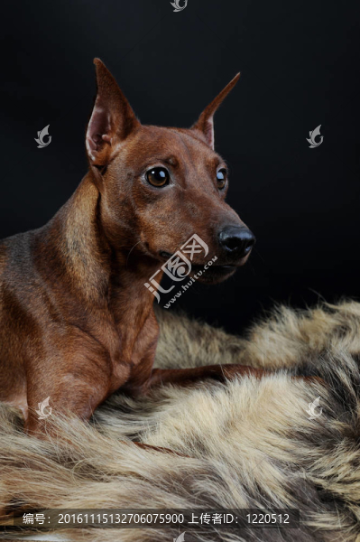 迷你杜賓犬。