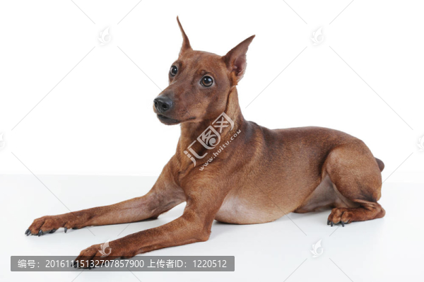 迷你杜賓犬。