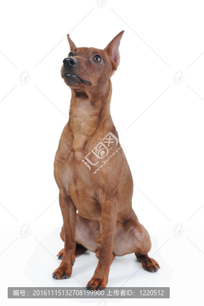 迷你杜賓犬。