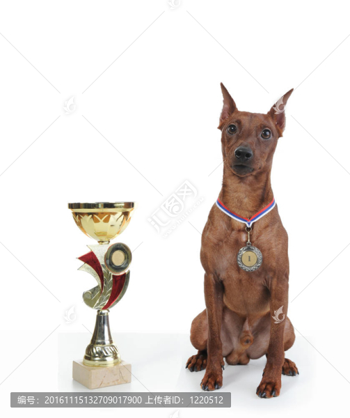 迷你杜賓犬。