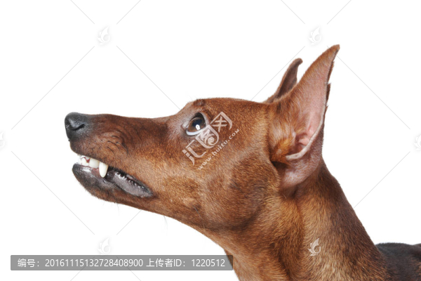 迷你杜賓犬。