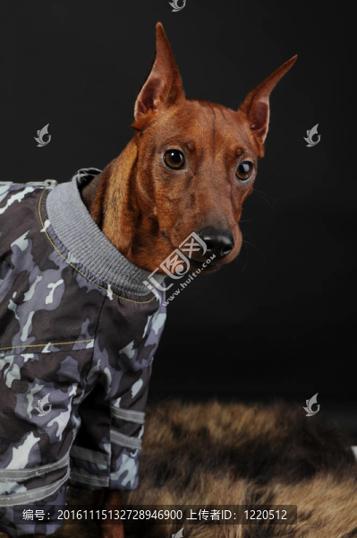 迷你杜賓犬。