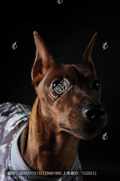 迷你杜賓犬。