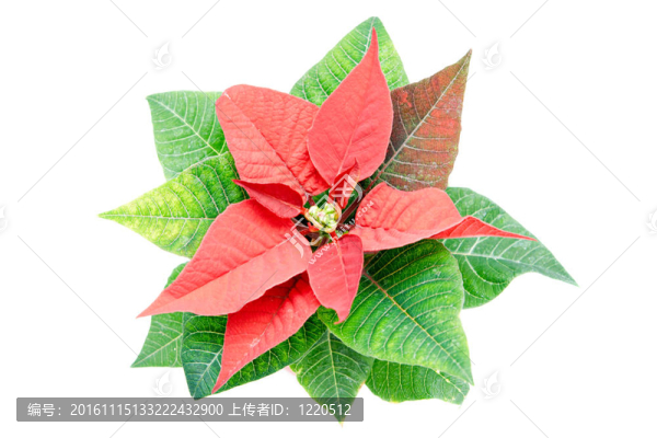 一品紅圣誕星星花；白色隔離