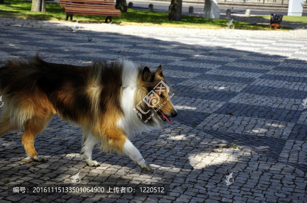 狗