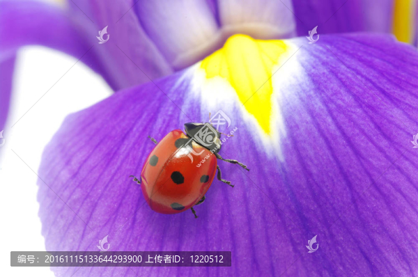 瓢蟲