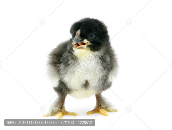 雞-匯圖網(wǎng) www.fosd68.com 雞