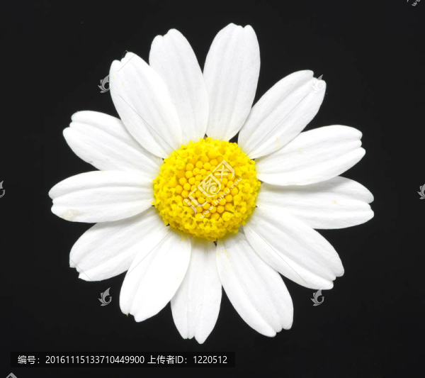 黛西在黑色-匯圖網(wǎng) www.fosd68.com 黛西在黑色