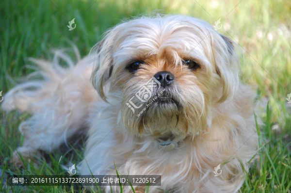 約克夏更和帕格組合