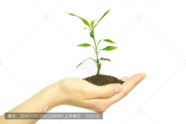 植物在手