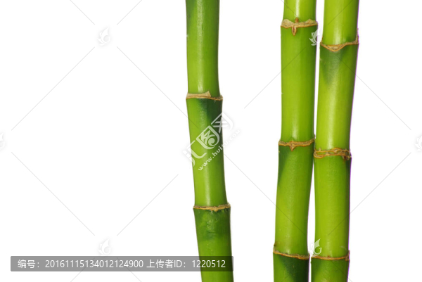 竹