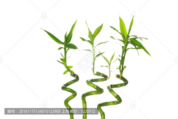 綠色的竹子-匯圖網(wǎng) www.fosd68.com 綠色的竹子