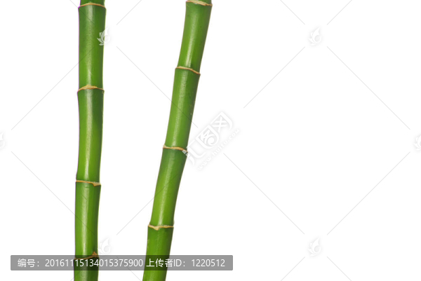綠色的竹子