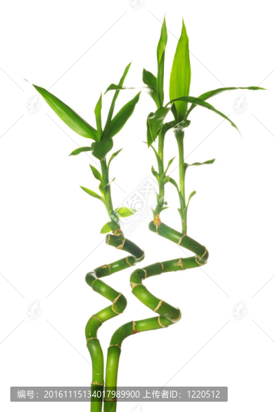 竹