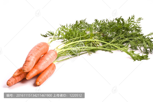 生物的胡蘿卜