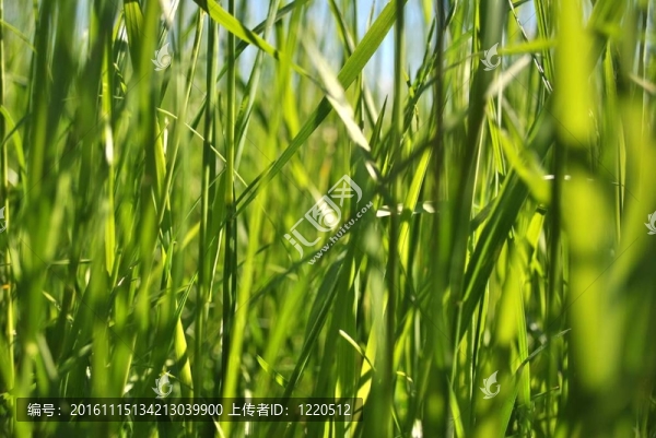 草