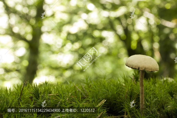 蘑菇特寫
