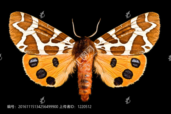 蝴蝶；Arctia,Caja