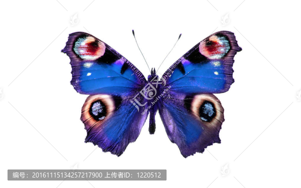 蝴蝶
