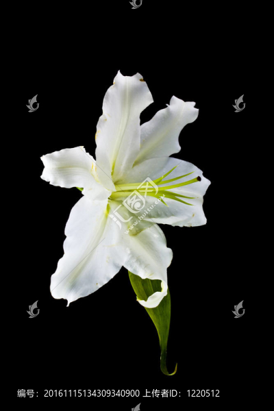 百合花