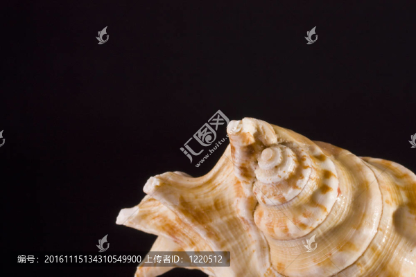 貝殼