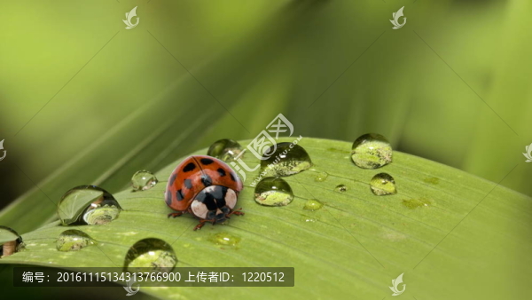 瓢蟲