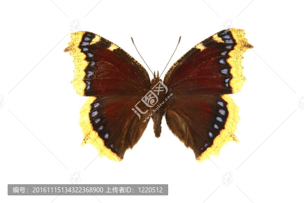 蝴蝶