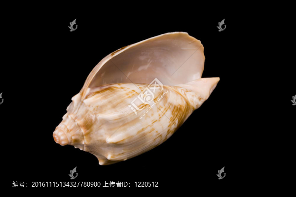 貝殼