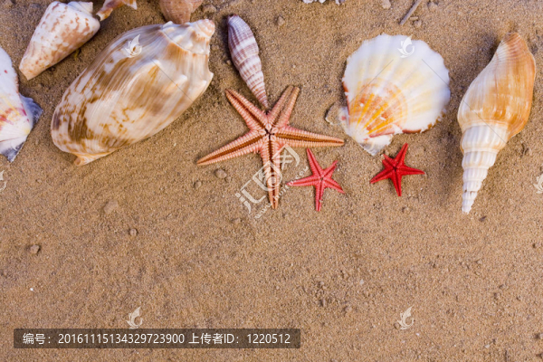 貝殼海星；