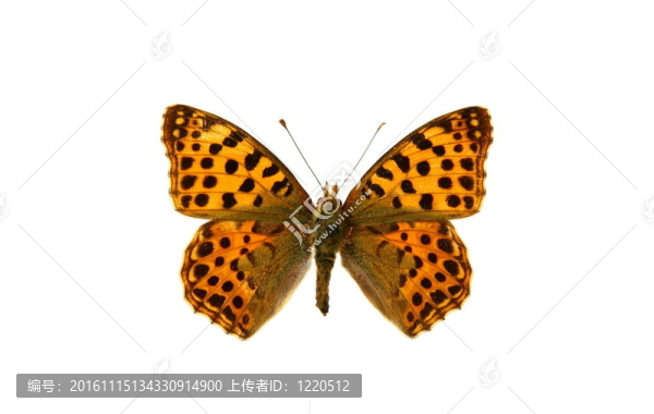 蝴蝶