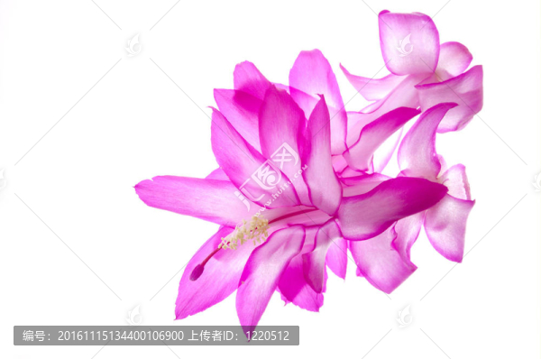 開花的圣誕仙人掌