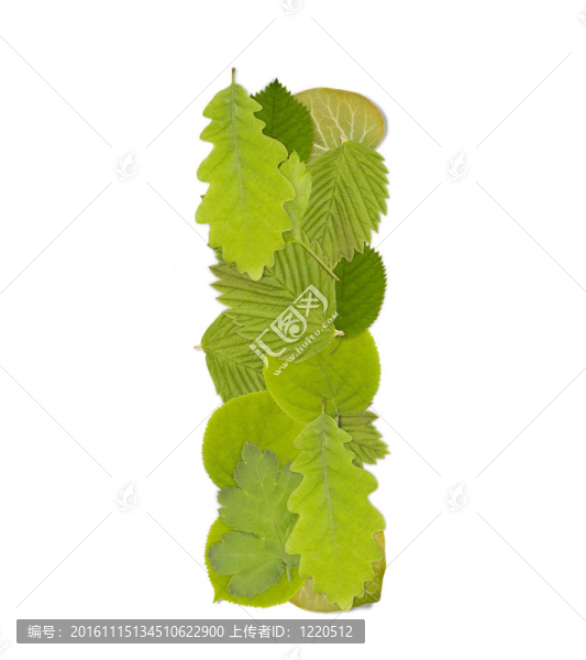 綠葉的信