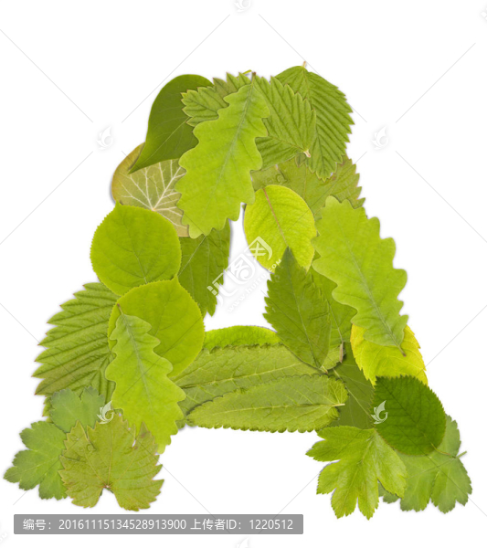 綠葉的信