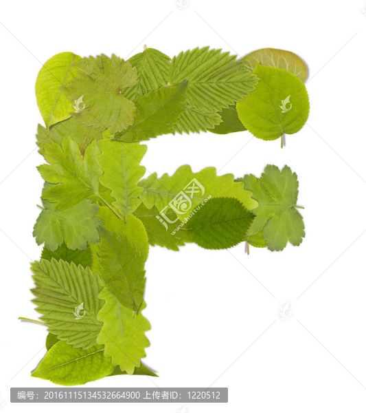 綠葉的信
