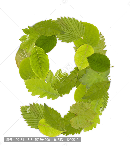 綠葉數(shù)